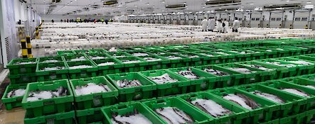 Fish Market