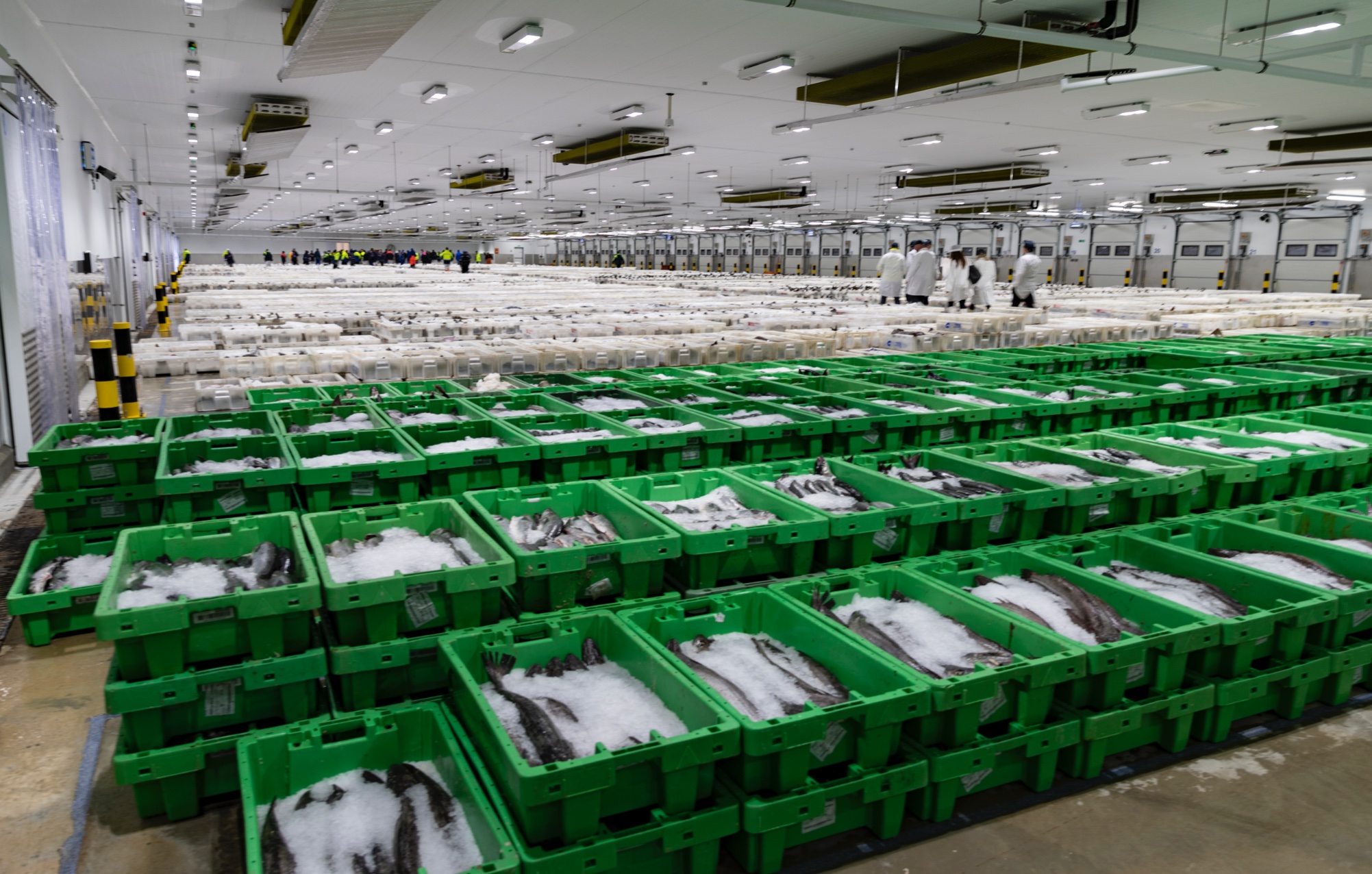 Fish Market Peterhead Port Authority Europe's Largest Fishing Port