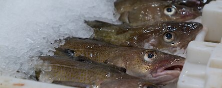 Fish Quality