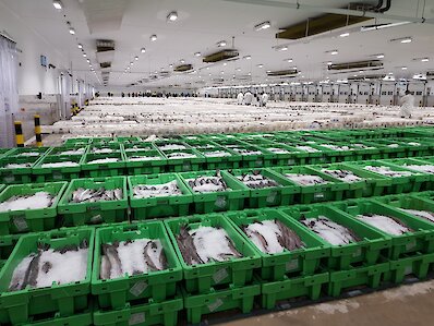 Highest AA food safety rating for new fish market
